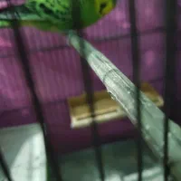 طوطی برزیلی