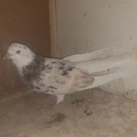 کبوتر پرشی به شرط