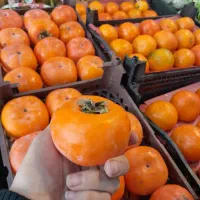 میوه باارسال رایگان در قم