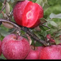 نهال صنوبر حمیدی|خدمات باغبانی و درختکاری|اردبیل, |دیوار