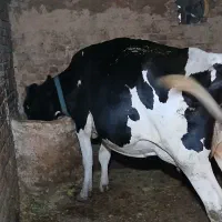 گاو و گوساله