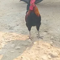 خروس بندر دیر|حیوانات مزرعه|بندر دیر, |دیوار