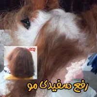 مدل برای امبره و سامبره و بالیاژ