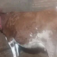 گاو سیمتال شکم اول|حیوانات مزرعه|مهربان, |دیوار