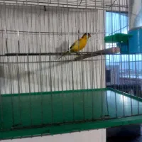 قناری نر جوان|پرنده|نهاوند, |دیوار