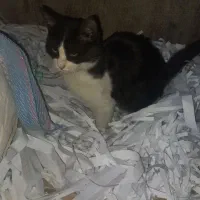 گربه خانگی|گربه|اصفهان, حصه جنوبی|دیوار