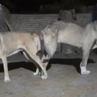 سرابی با خط خونی بالا تضمینی