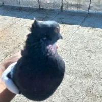 کبوتر پرشی|پرنده|سنندج, |دیوار