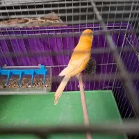 قناری ماده اماده بدون قفس