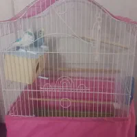 یک جفت مرغ عشق نرو ماده