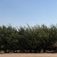 پلاک باغ ۹۵۰متری خیابان هشت بهشت