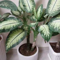 گل دیفن دوشاخه