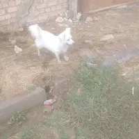 سگ پاکوتاه
