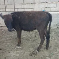گوساله ماده خومونی،