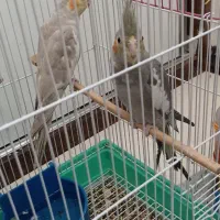 عروس هلندی جوجه|پرنده|اصفهان, ورزشگاه نقش جهان|دیوار