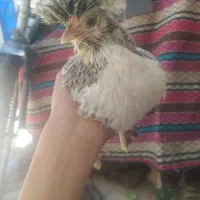 نیمچه مرغ وخروس کوشین وسلطان|حیوانات مزرعه|دهگلان, |دیوار