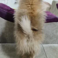 سگ پامر بسیار کوچیک و بازیگوش|سگ|شاهین‌شهر, عطار|دیوار