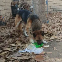 سگ شرمن اصل 2ساله مخصوص نگهبانی