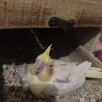 جوجه عروس هلندی یک ماه|پرنده|زاهدان, |دیوار