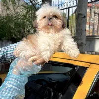 شیتزو وایت فیس و تری کالر