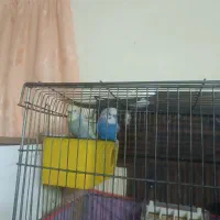 یه جفت مرغ عشق اسپانگل قیمت 550 تخفیفم داره|پرنده|بجنورد, |دیوار