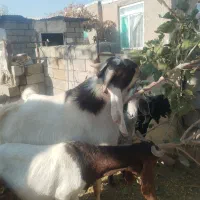 نربز پاکستانی|حیوانات مزرعه|نوده انقلاب, |دیوار