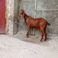 یک عدد بز پاکستانی ابستن