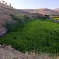 تولکی زیخمی وطارم موجود تریلی 5میلیون
