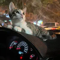 واگذاری گربه|گربه|مشهد, عبادی|دیوار