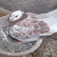 کبوتر گمشده