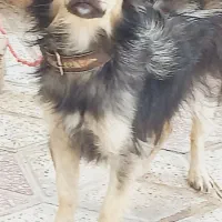 سگ باهوش|سگ|برازجان, |دیوار