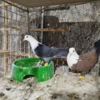 2جفت حیوان درجه 1عتیقه نروماده بشرط همه چی