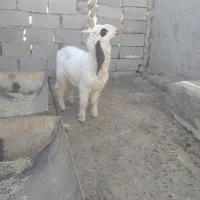 بره مری خوب|حیوانات مزرعه|هامون, |دیوار