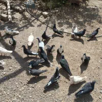 مفت سینه دق