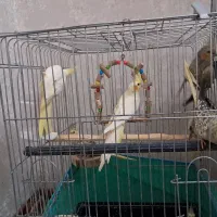 سلام ۷تا جوجه عروس هلندی