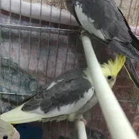 جوجه عروس هلندی مناسب دستی کردن|پرنده|چناران, |دیوار