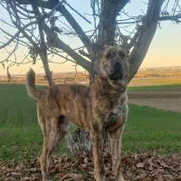 سگه|سگ|خان ببین, |دیوار