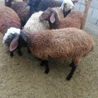 بره قوچ همو|حیوانات مزرعه|اسفراین, |دیوار