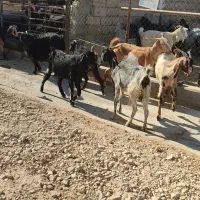 بز ارزوون|حیوانات مزرعه|بهبهان, |دیوار