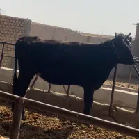 استخدام برای گاوداری شیری 13 راس