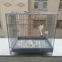 قفس سهره اصل غلامی سفارشی