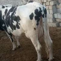 گاو زاییده شیری وچرم شیر با گوساله