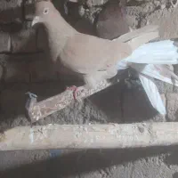 کفتر کبوتر|پرنده|نیشابور, مبارکه|دیوار