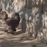 غاز مرغ اردک روسی بوقلمون