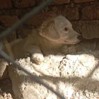 سگ اشپیتز ژاپنی|سگ|ابهر, |دیوار