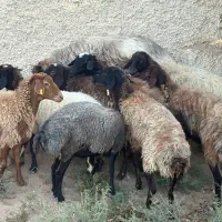 میش