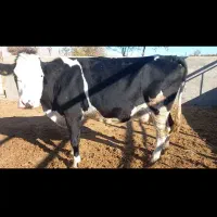 گاو شیری سیمینتال