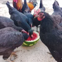مرغ تخمگذار