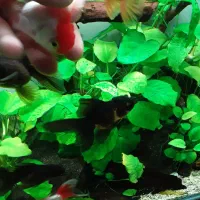 گلدفیش|ماهی|ری, حمزه‌آباد|دیوار