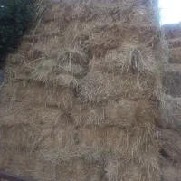 یونجه چین اول کلش گندم ۱۰۰خروار|لوازم جانبی حیوانات|مشگین شهر, |دیوار